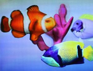 Swimming into focus (Image: Camera Culture group/MIT)