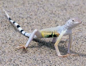 Fluid mover (Image: Gerald &amp; Buff Corsi/Visuals Unlimited/Corbis)