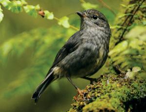 One worm, two worms, three… (Image: Biosphoto/Guillaume Bouteloup/FLPA)