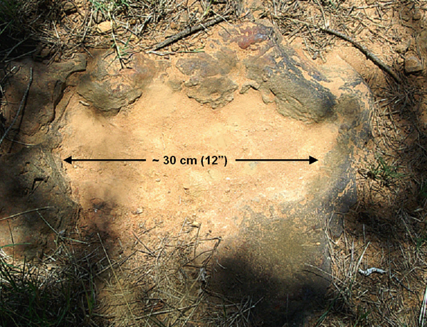 (Image: Ray Stanford)