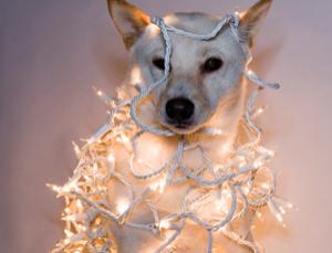 I'm wearing my party lights, unplugged (Image: Bryan Helm/Corbis)