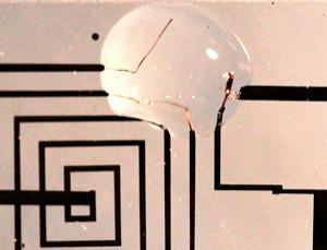 It does its job and then goes away (Image: Fiorenzo Omenetto)