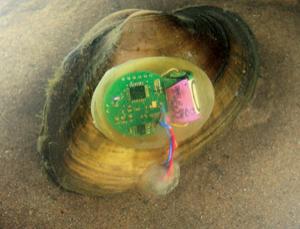 Cybermussels taste the river (Image: University of Iowa)