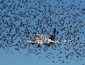 Wrong kind of wings (Image: Charles Polidano/Touch the Skies/Alamy)