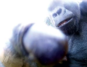 No cameras! (Image: Durell.org/Rex Features)