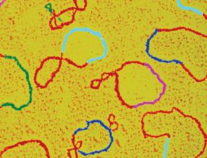 E. coli: catalogue model (Image: Gopal Murti/SPL)