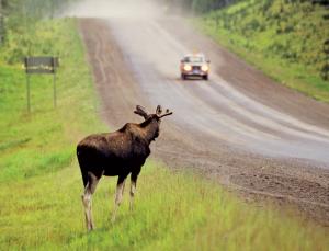 Moose at large (Image: All Canada Photos/Getty)