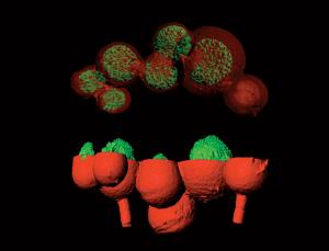 Looking at how bacteria in gelatin jail talk to their cellmates (Image: J. Connell et al., University of Texas)