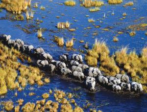 Someone to watch over you (Image: Frans Lanting/Corbis)